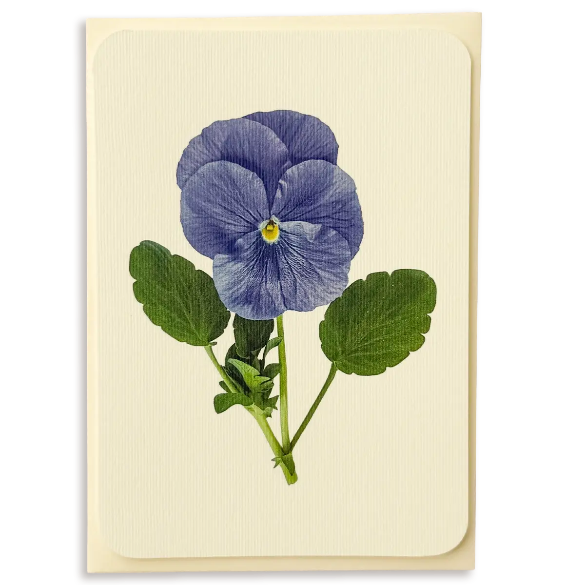 Pansy IV Greeting Card