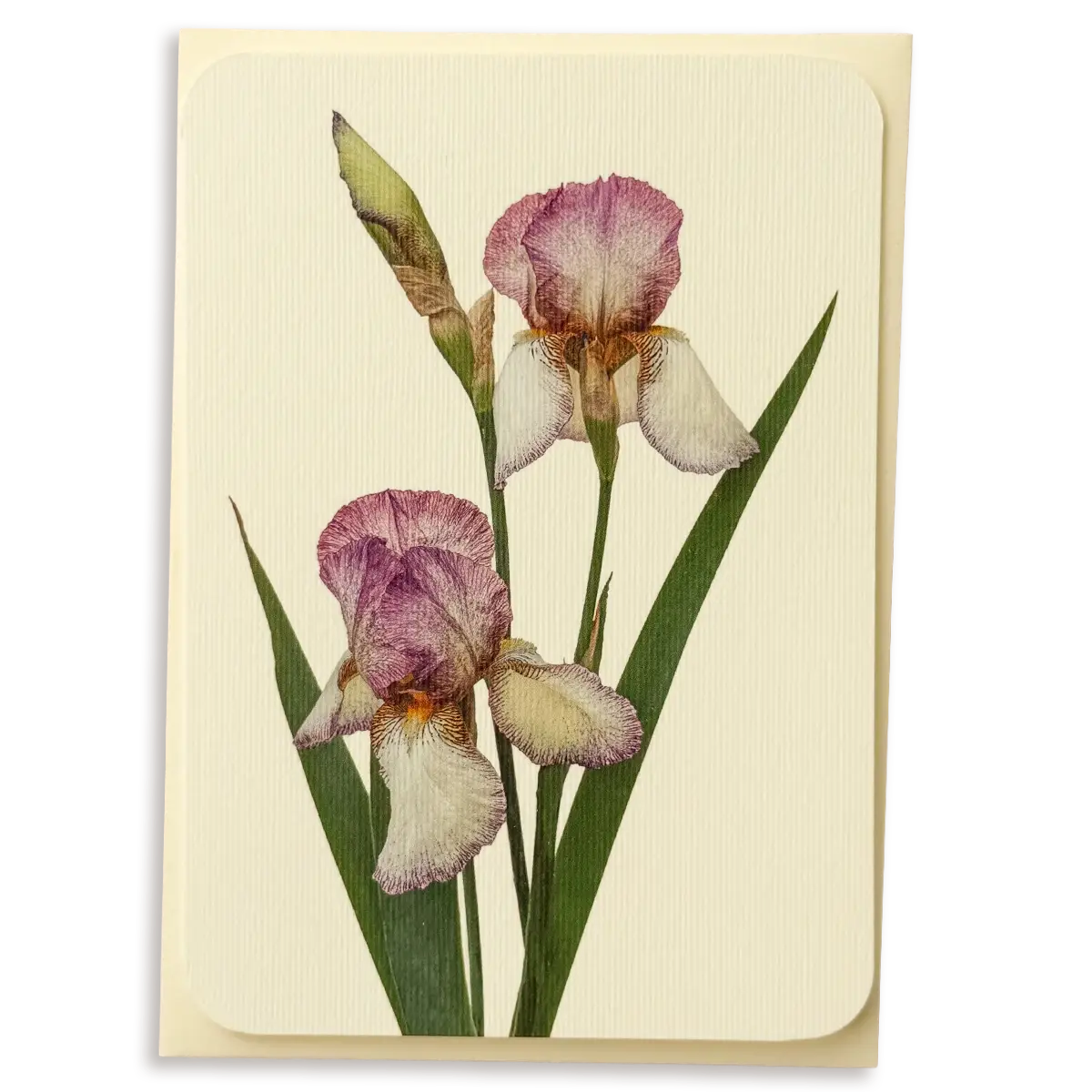 Iris Greeting Card