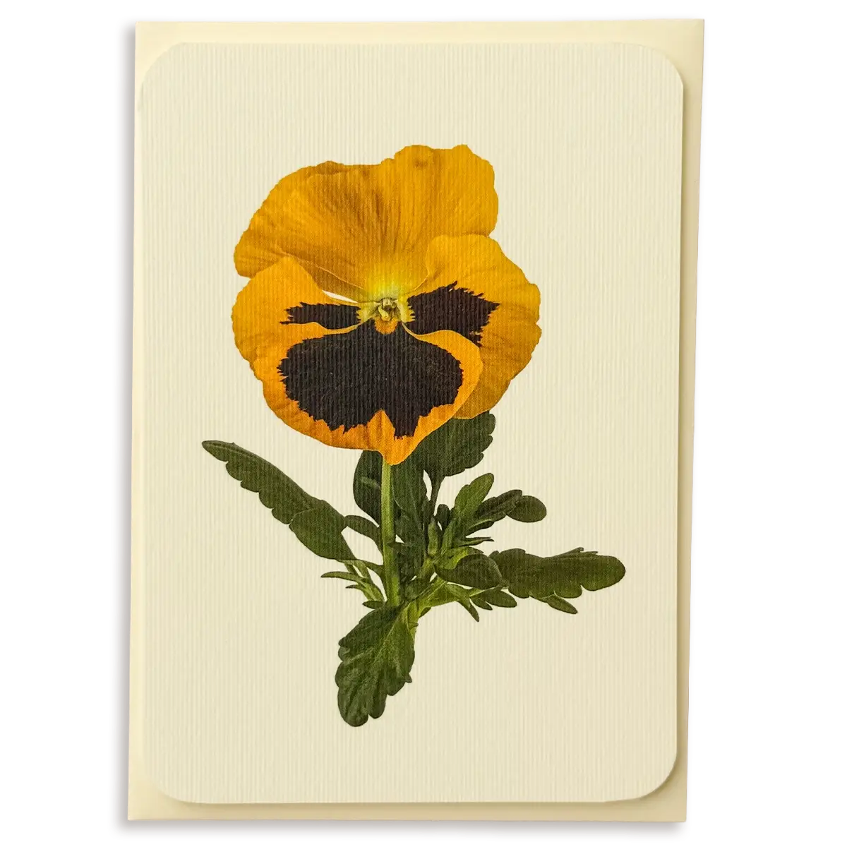 Pansy III Greeting Card