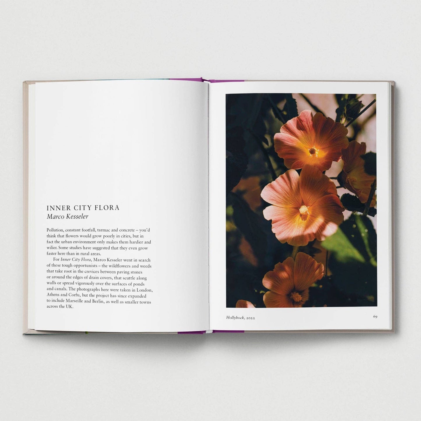 New photography of the Flower