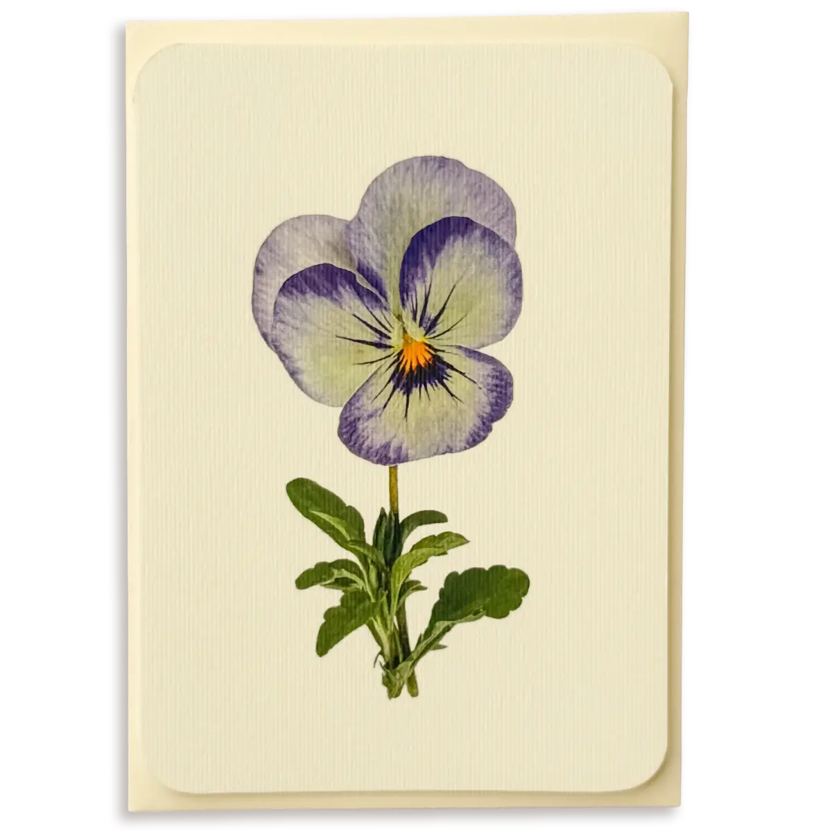 Pansy II Greeting Card