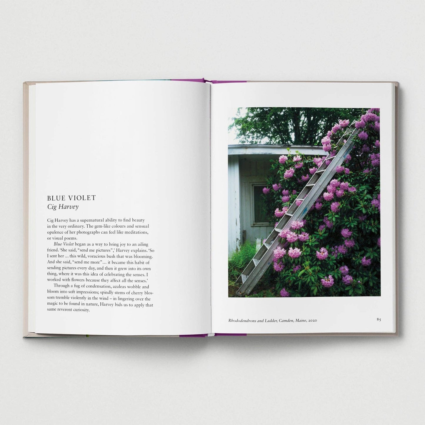 New photography of the Flower