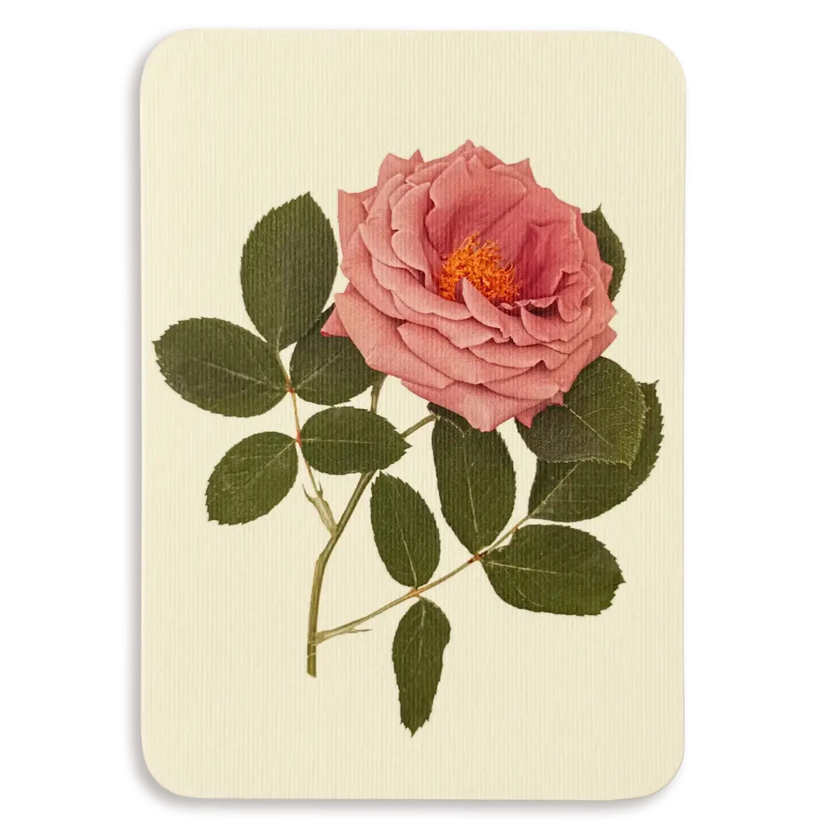 Mauve Rose Greeting Card