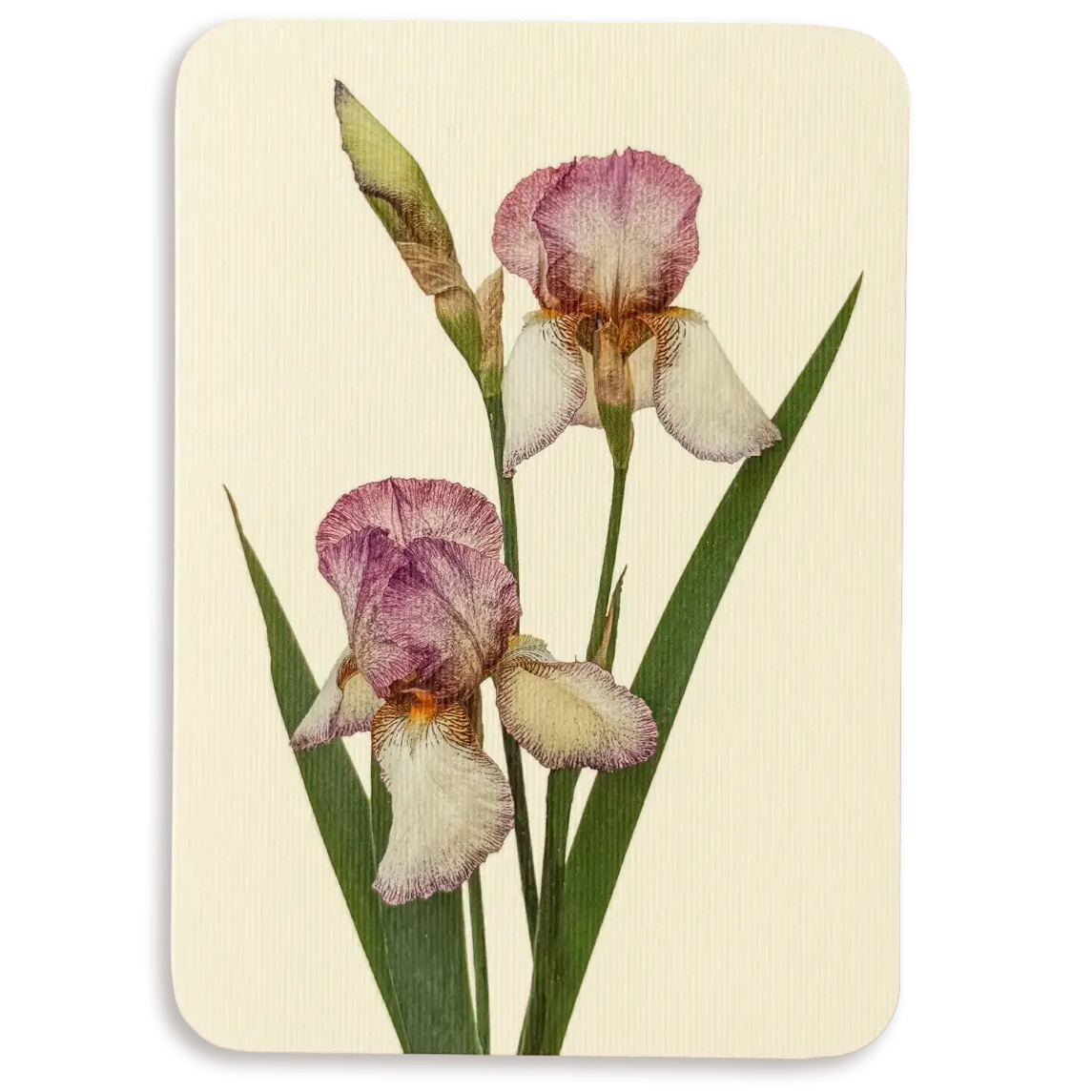 Iris Greeting Card