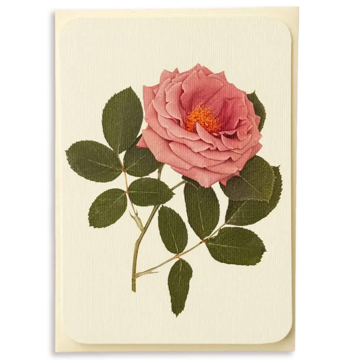 Mauve Rose Greeting Card