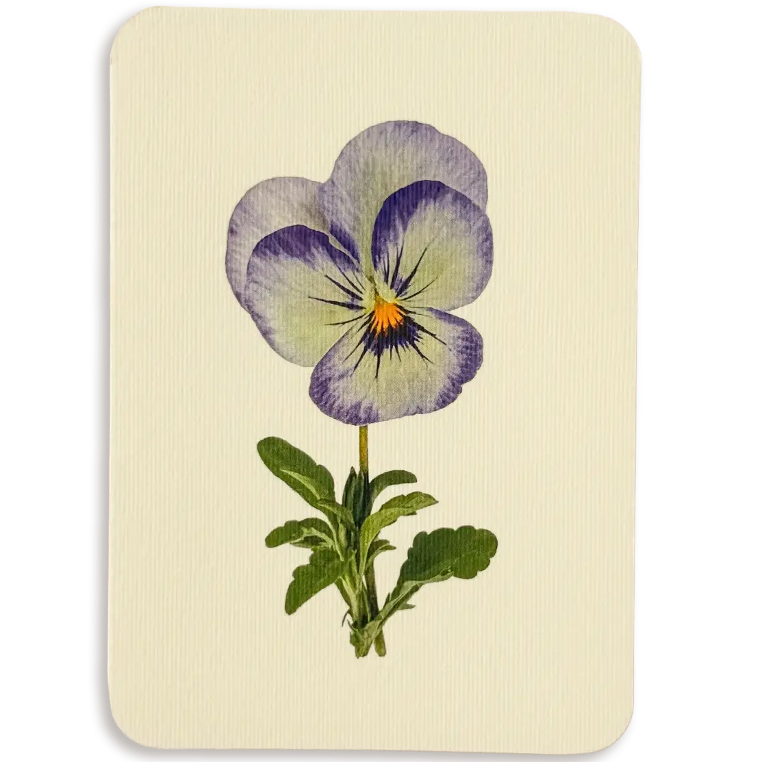 Pansy II Greeting Card