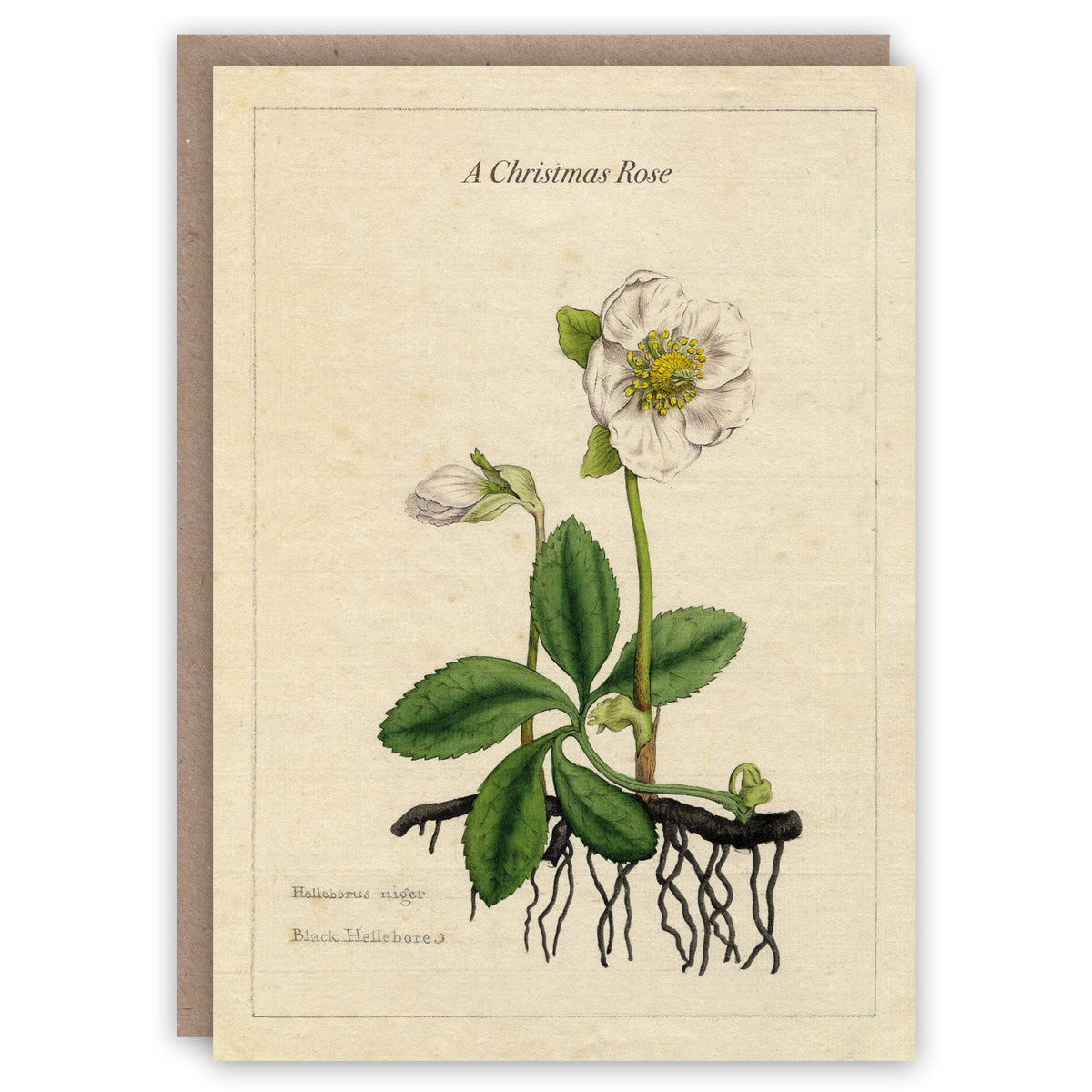 Christmas Rose Greeting Card