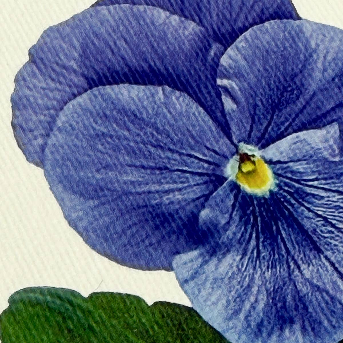 Pansy IV Greeting Card