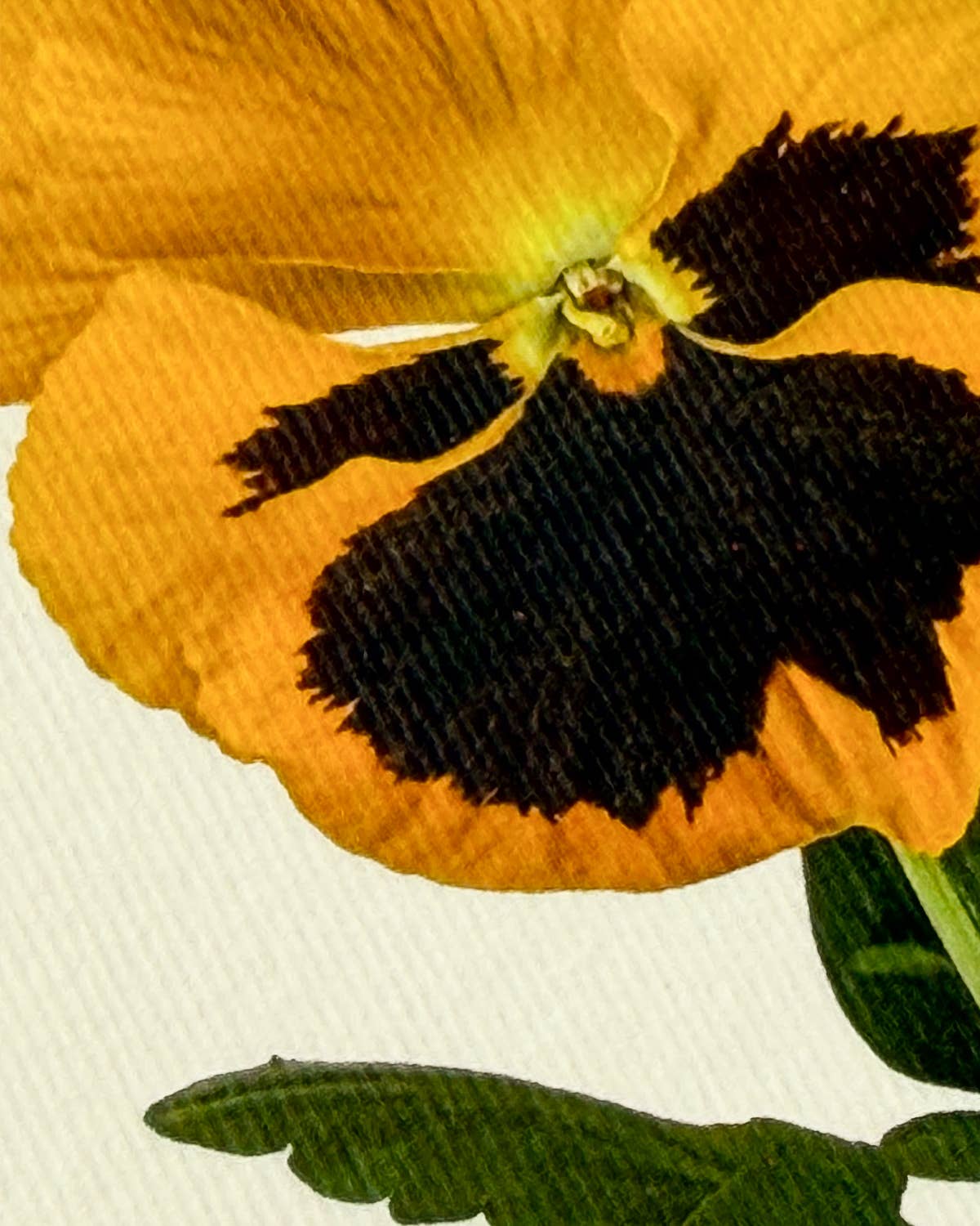 Pansy III Greeting Card