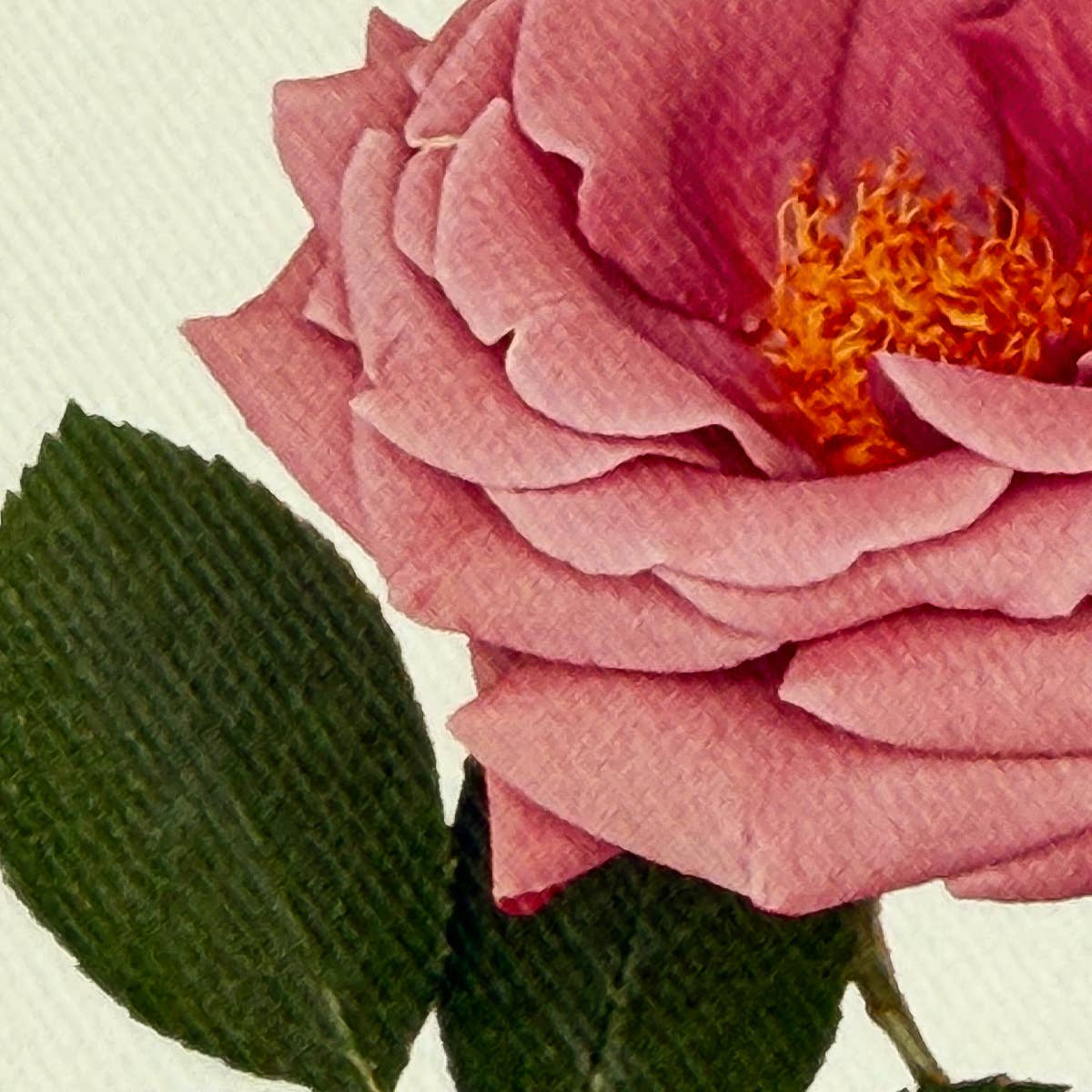 Mauve Rose Greeting Card