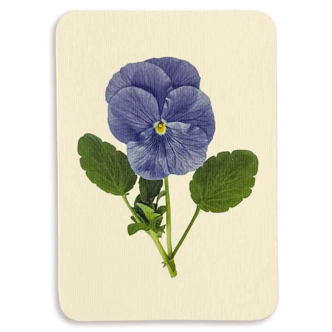 Pansy IV Greeting Card