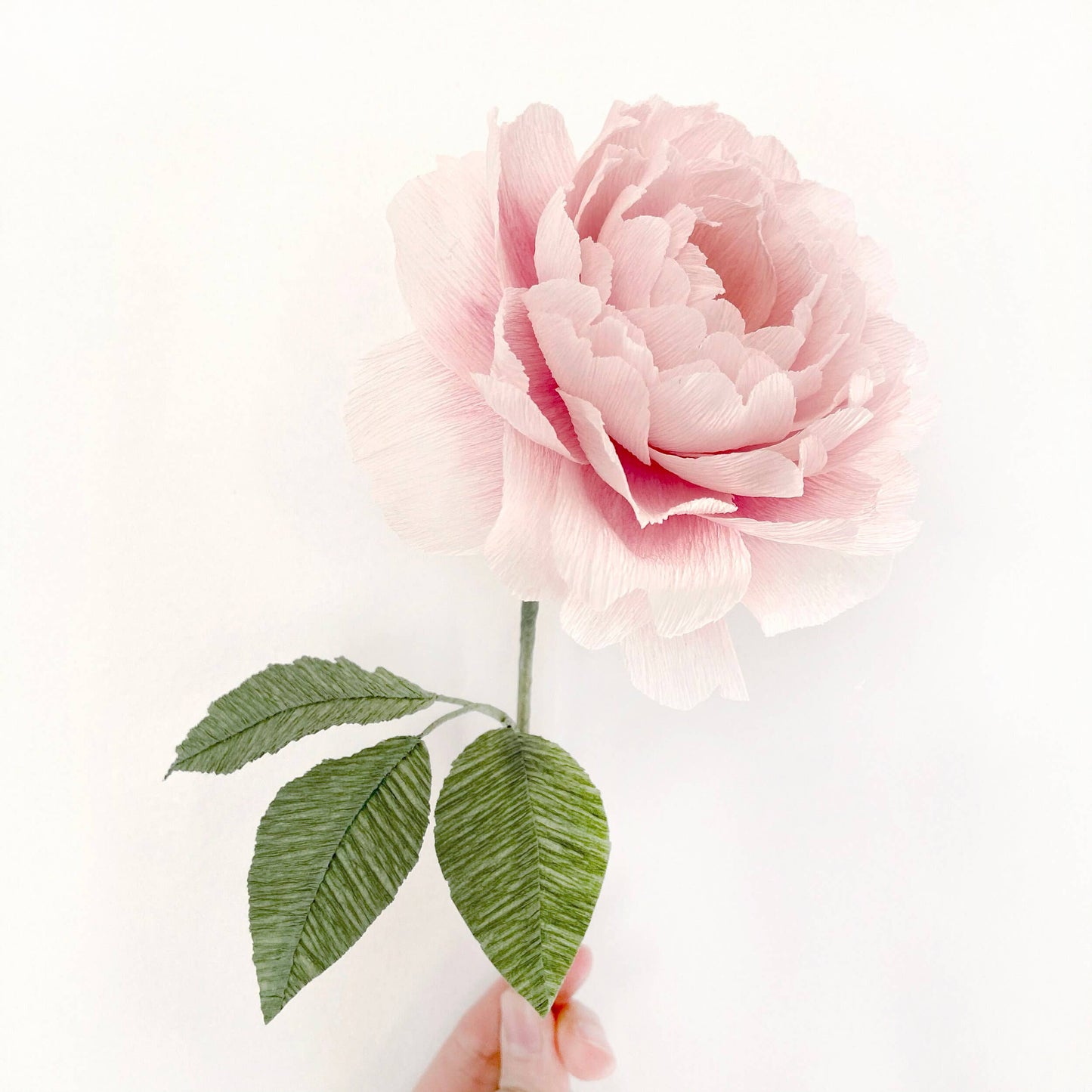 Make Your Own Crepe Paper English Rose - Scepter'd