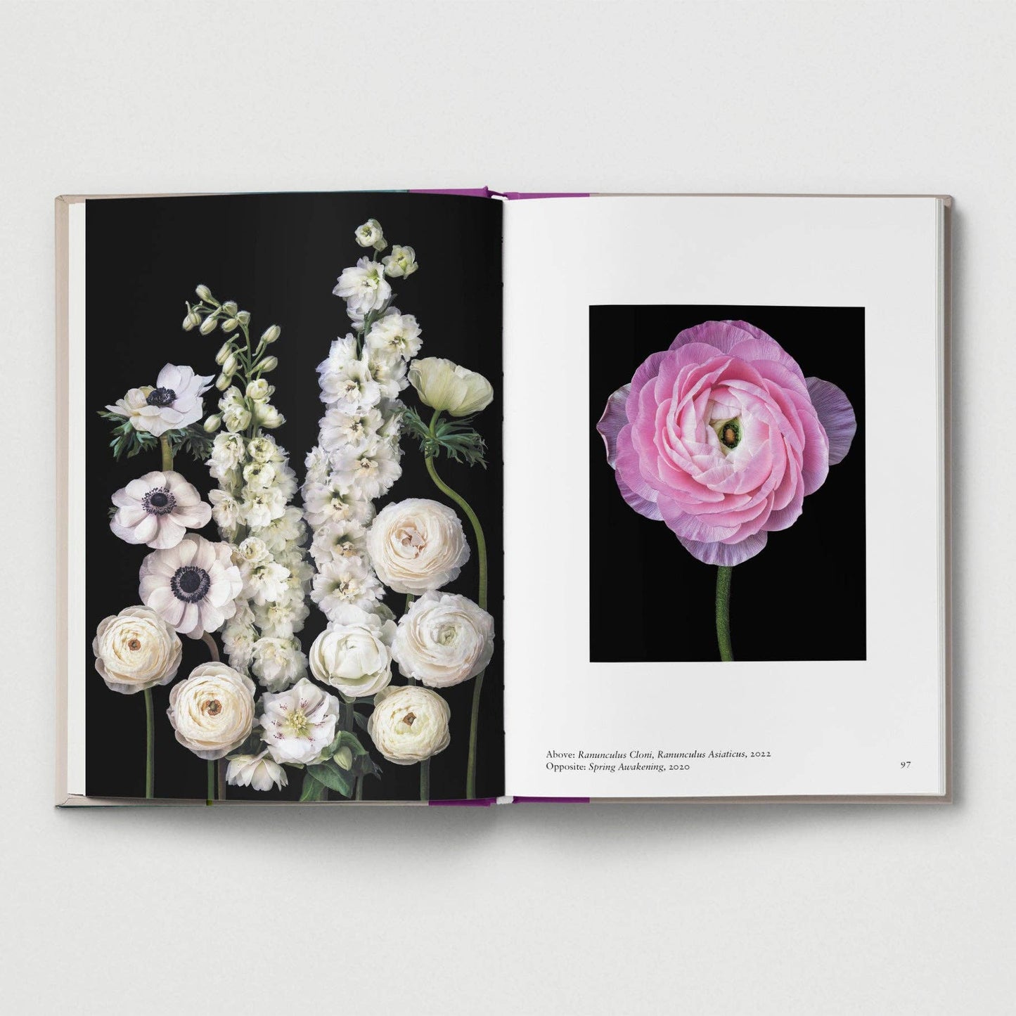 New photography of the Flower