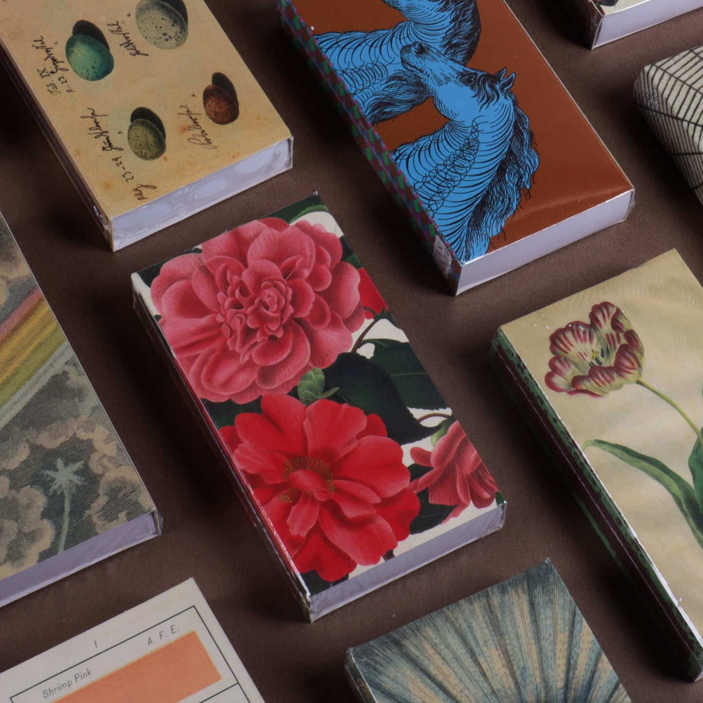 Match Box - Mollusks, Coral, Seastars