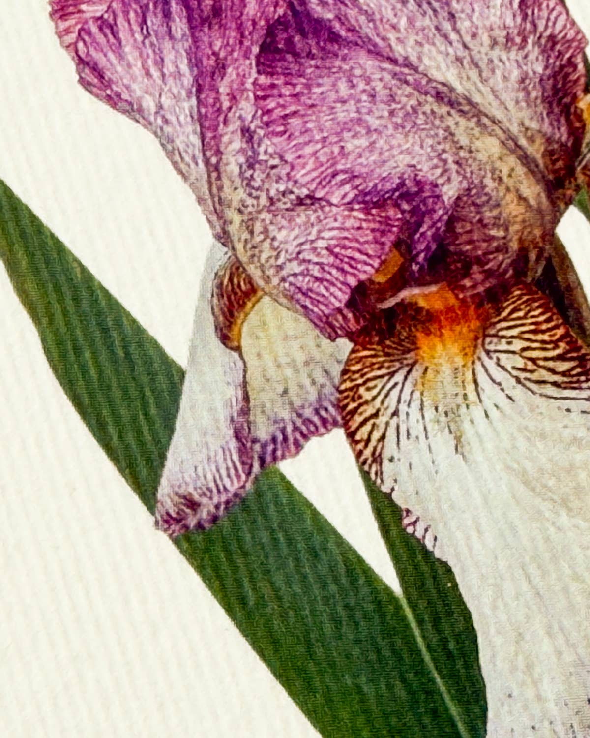 Iris Greeting Card