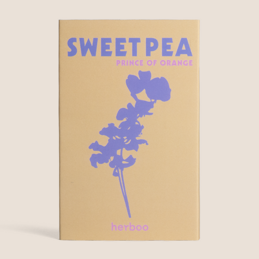 Sweet Pea 'Prince of Orange' Seeds