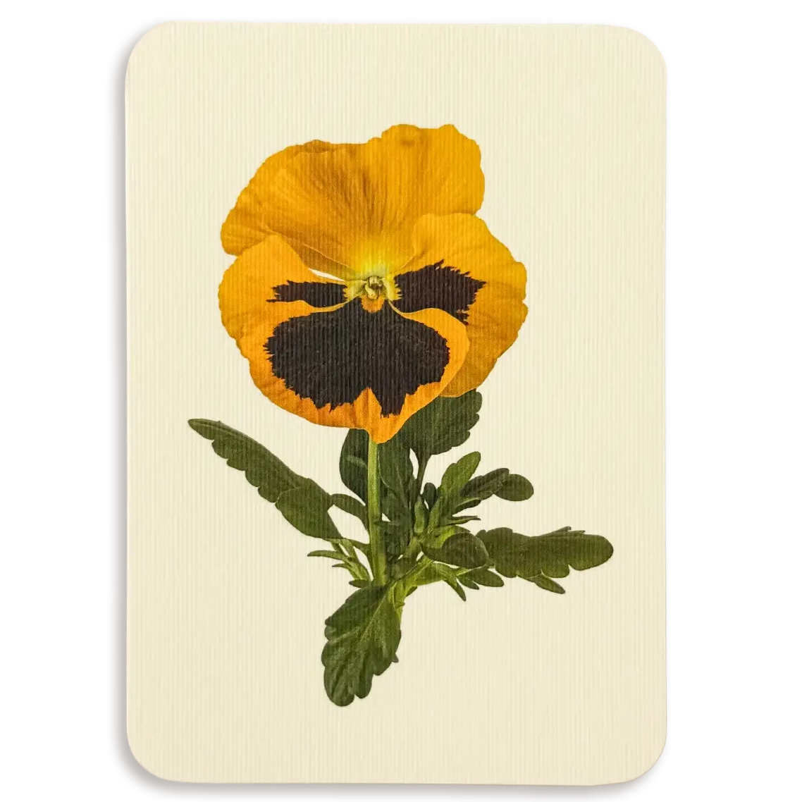 Pansy III Greeting Card