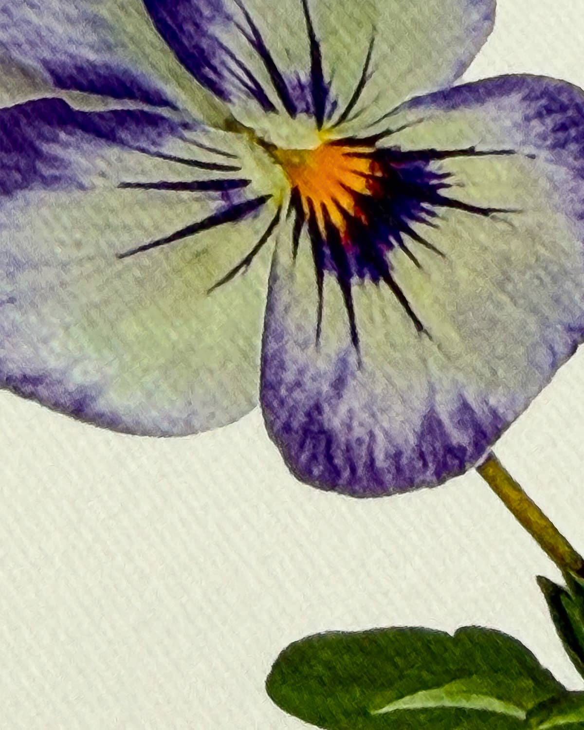 Pansy II Greeting Card