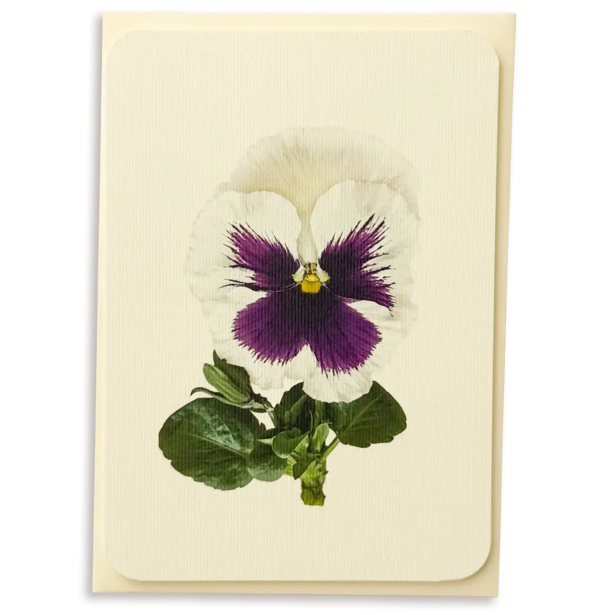 Pansy V Greeting Card
