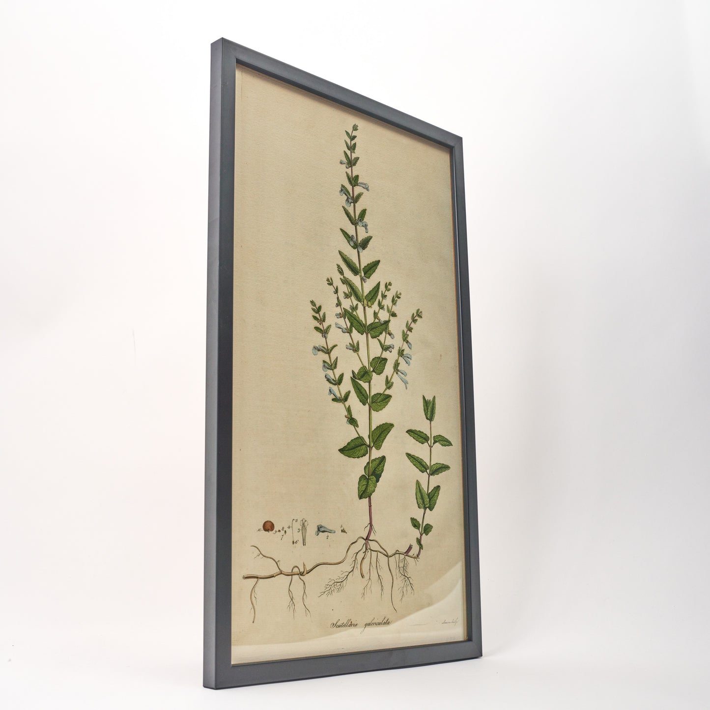 Scutellaria Galericulata ‘Flora Londinensis’ Botanical Print - Framed