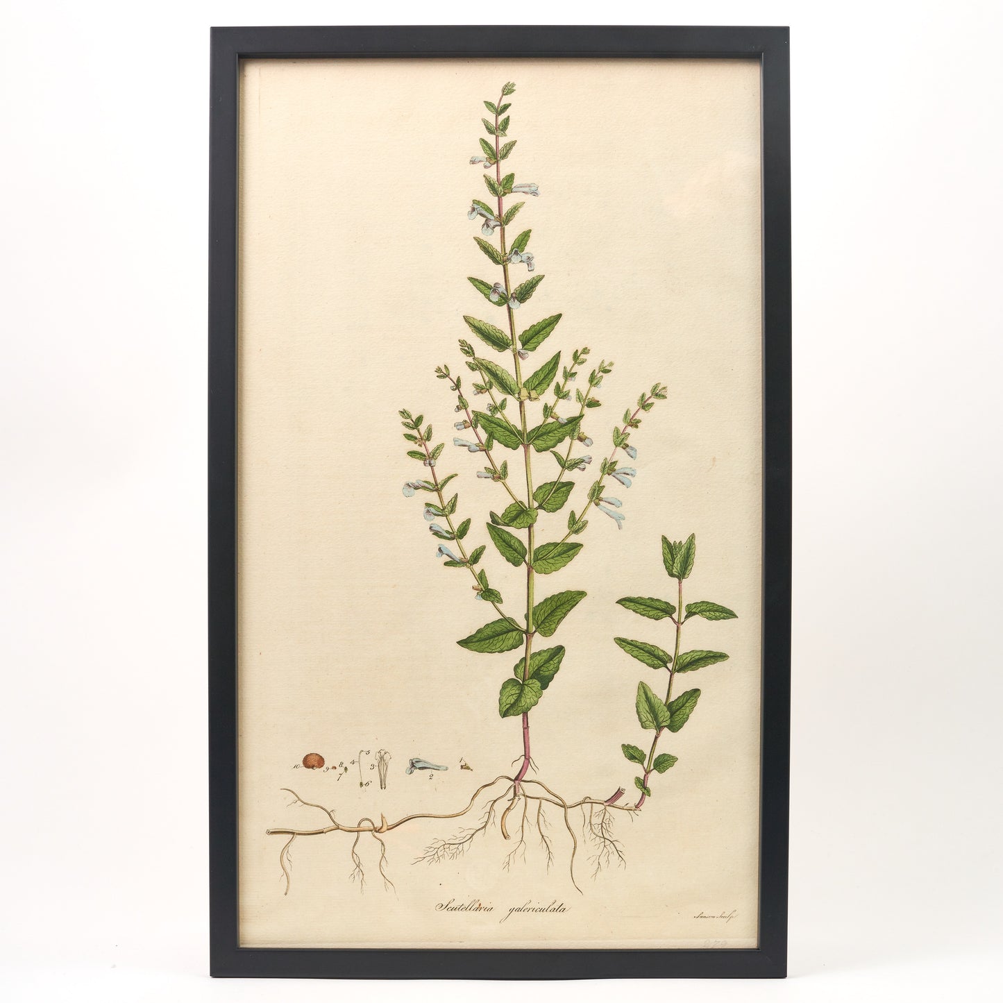 Scutellaria Galericulata ‘Flora Londinensis’ Botanical Print - Framed