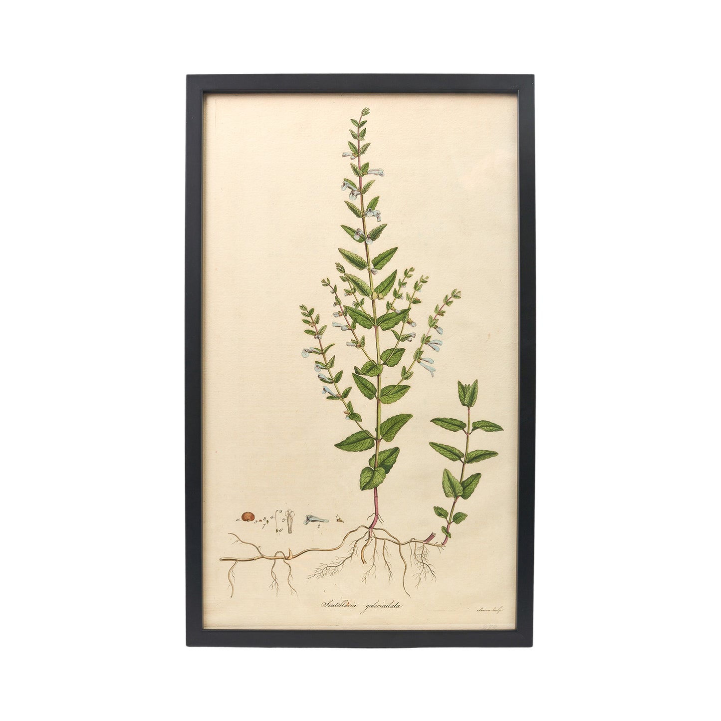 Scutellaria Galericulata ‘Flora Londinensis’ Botanical Print - Framed
