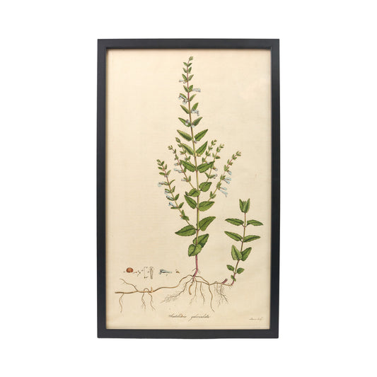 Scutellaria Galericulata ‘Flora Londinensis’ Botanical Print - Framed