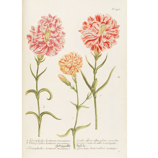 Caryophyllus Hortensis Maximus No. 336