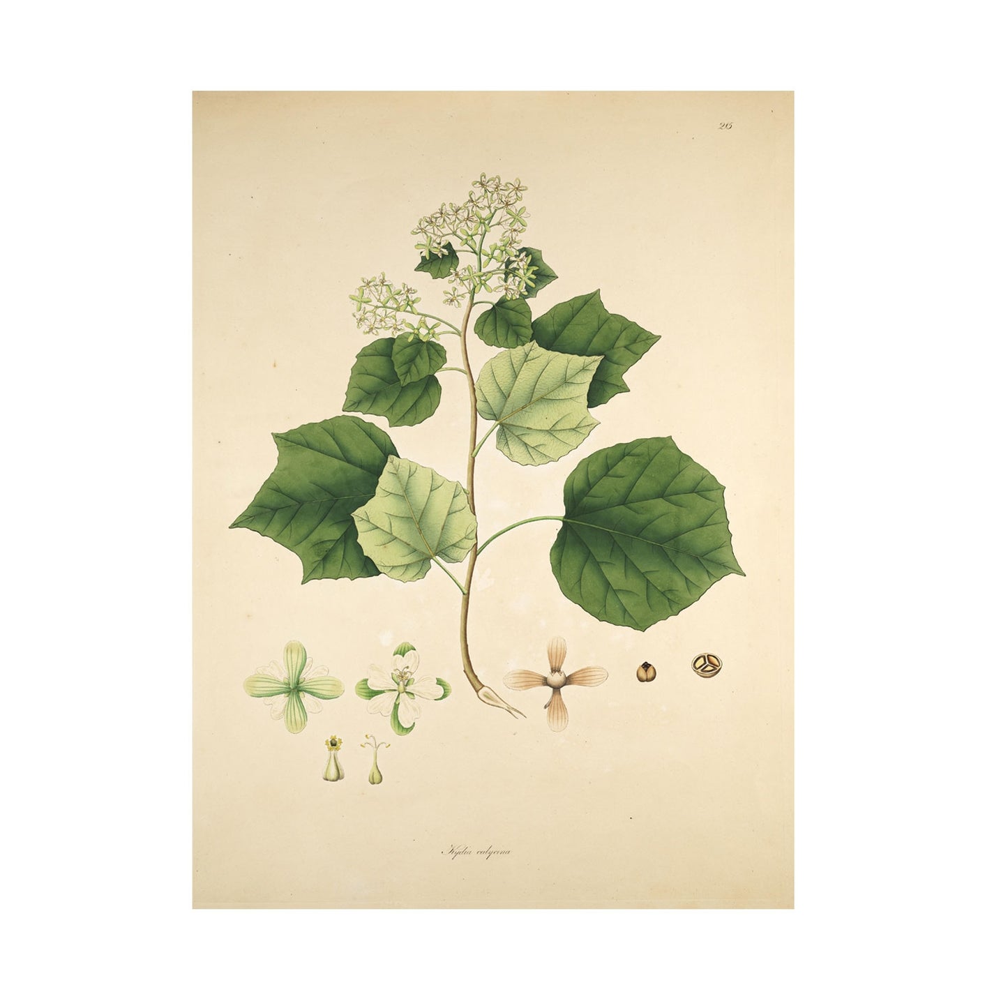 Kydia calycina